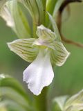 Anacamptis подвид schirwanica