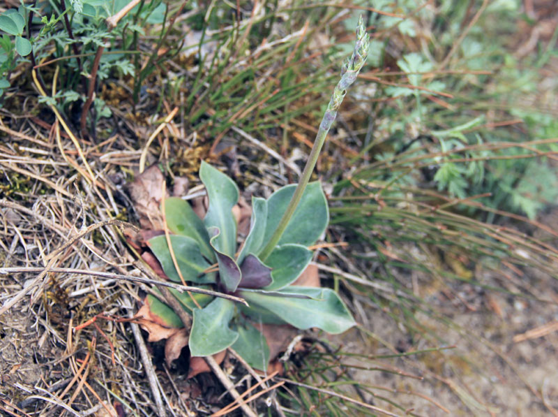 Изображение особи Goniolimon speciosum.