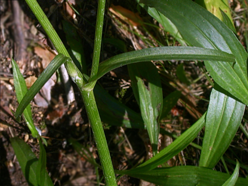 Изображение особи Scorzonera humilis.