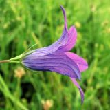 Campanula patula