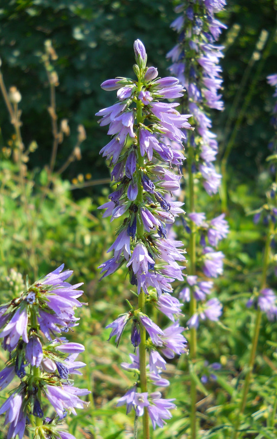 Изображение особи Campanula ruthenica.