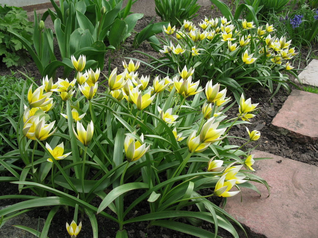 Изображение особи Tulipa tarda.