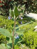 Symphytum caucasicum. Цветущее растение. Крым, Ялта, городской парк. 05.04.09.