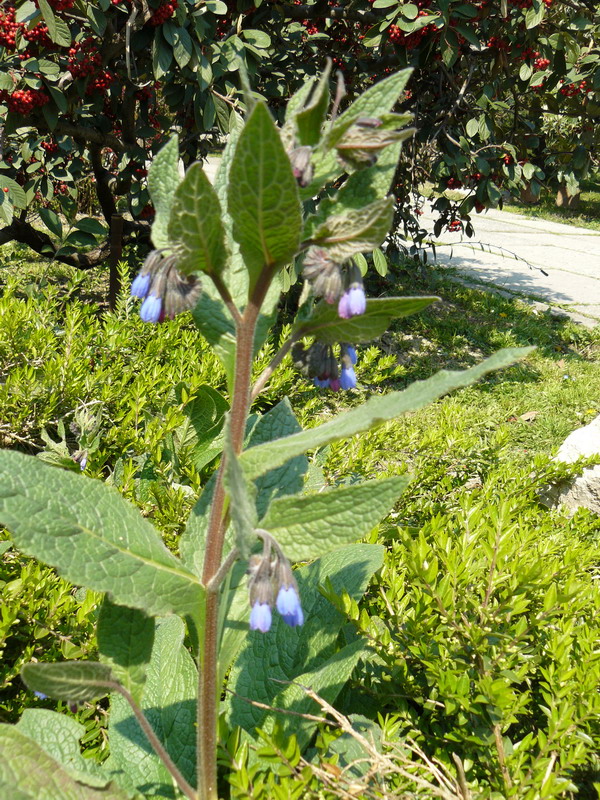 Image of Symphytum caucasicum specimen.