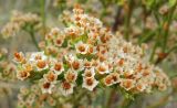 Goniolimon elatum. Часть соцветия. Татарстан, Бавлинский р-н, остепнённый склон. 14.07.2012.
