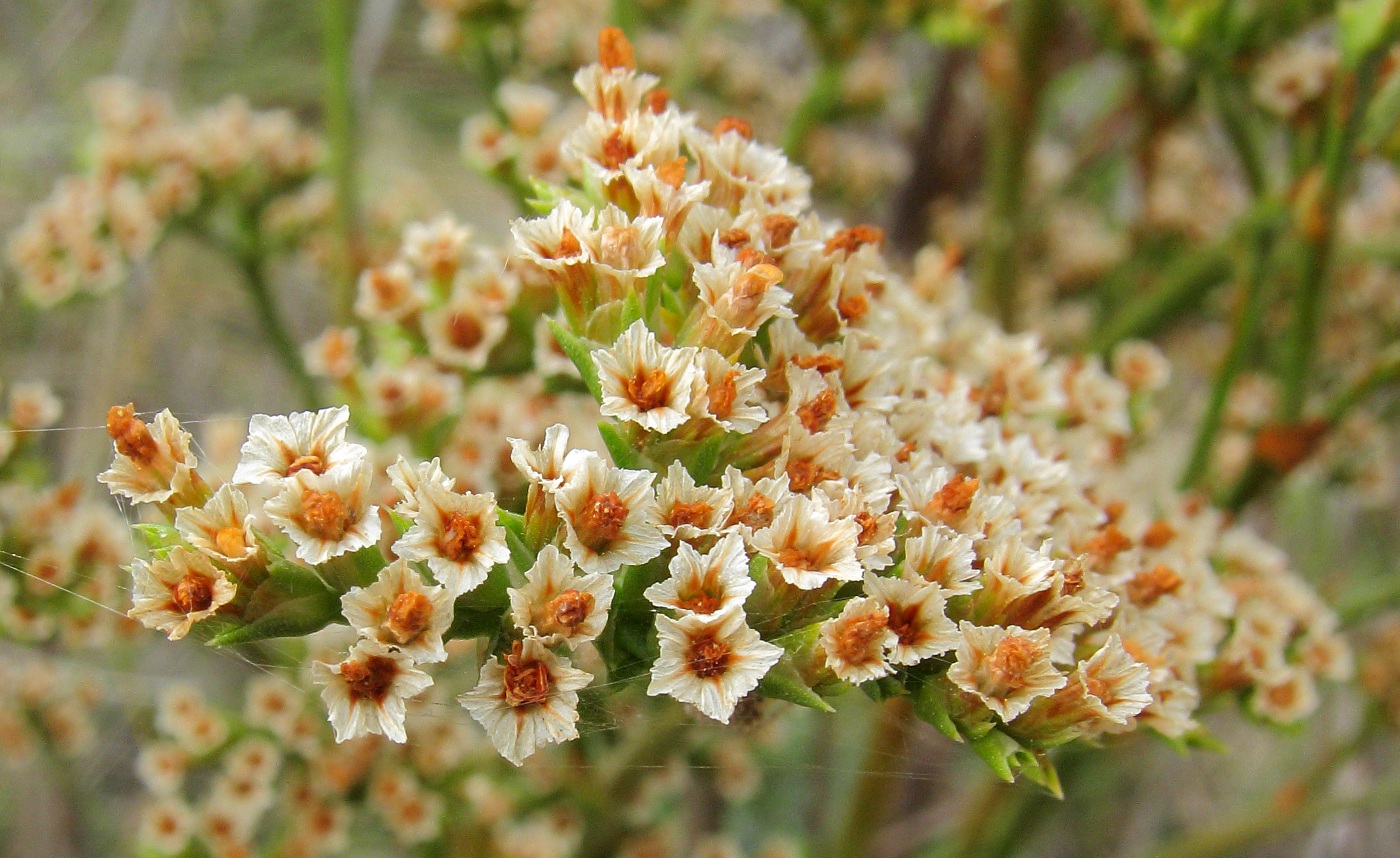 Image of Goniolimon elatum specimen.