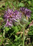 Centaurea apiculata. Верхушка побега с соцветиями. Крым, гора Чатырдаг, поляна в буковом лесу. 21 июля 2012 г.