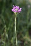 Allium suworowii. Верхушка побега с соцветием. Южный Казахстан, хр. Боролдайтау, ущ. Бозторгай. 25.04.2012.