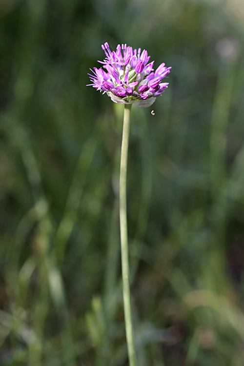 Image of Allium suworowii specimen.