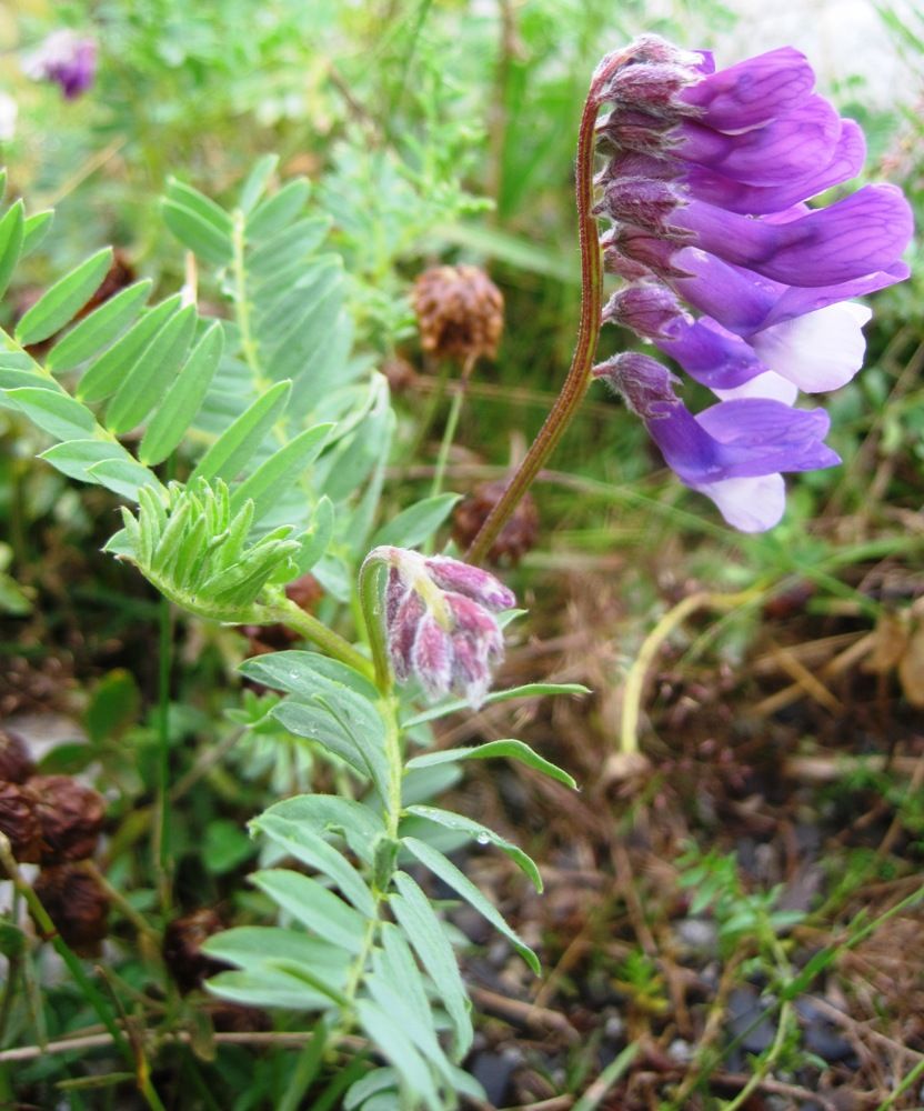 Image of Vicia sosnowskyi specimen.