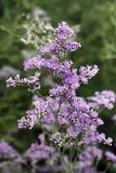 Limonium otolepis. Верхушка цветущего растения. Южный Казахстан, правобережье Сыр-Дарьи выше устья Арыси. 26.05.2012.