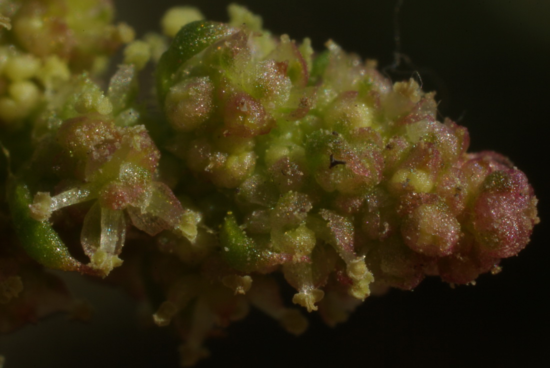 Image of Oxybasis rubra specimen.