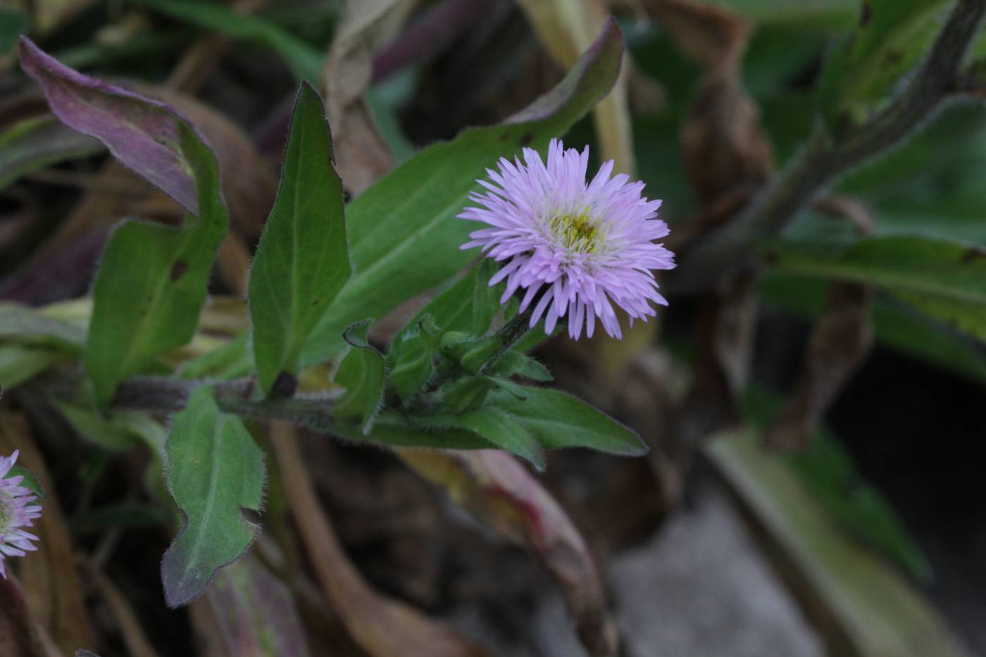Image of genus Erigeron specimen.