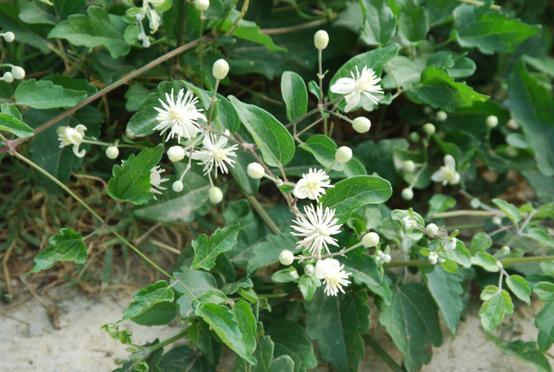 Image of Clematis vitalba specimen.