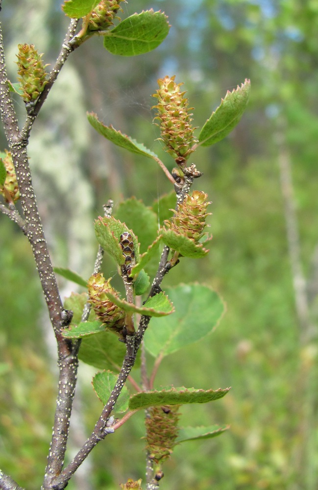 Изображение особи Betula humilis.