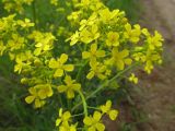 Bunias orientalis. Часть соцветия. Подмосковье, окр. г. Кубинка. 28.05.2012.