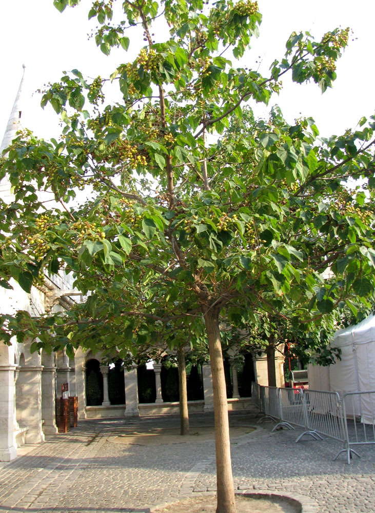 Image of Paulownia tomentosa specimen.