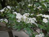 Crataegus stevenii