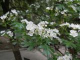 Crataegus stevenii. Верхушка ветви с соцветиями. Южный Берег Крыма, Никитский ботанический сад. 7 мая 2012 г.