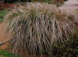 Miscanthus sinensis