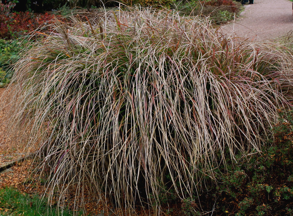 Изображение особи Miscanthus sinensis.