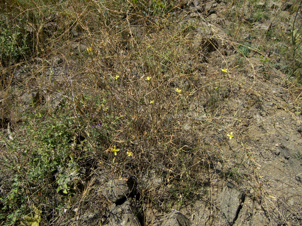 Image of Scariola orientalis specimen.