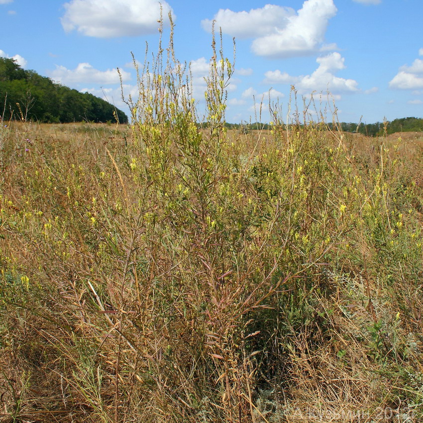 Image of Linaria maeotica specimen.