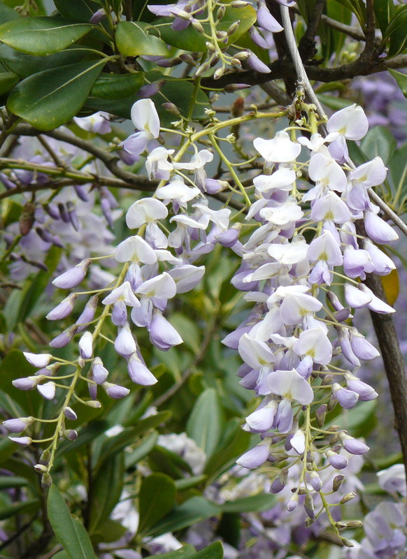 Изображение особи Wisteria sinensis.