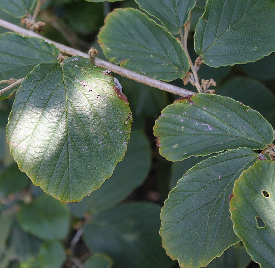 Image of Hamamelis × intermedia specimen.