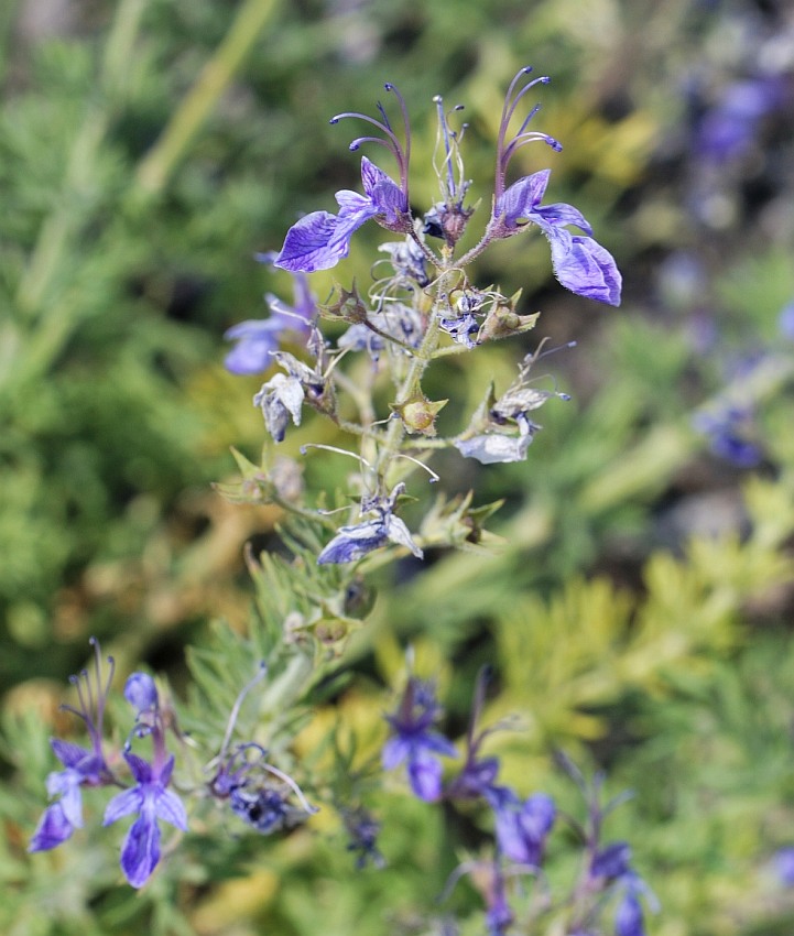 Изображение особи Teucrium orientale.