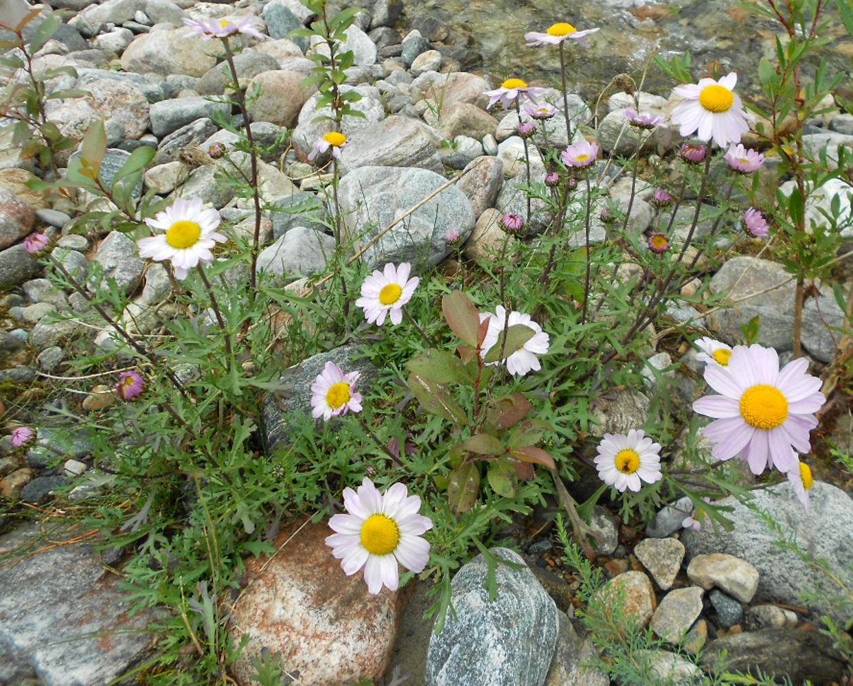 Image of Chrysanthemum zawadskii specimen.