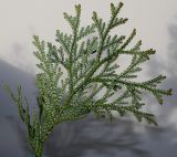 Thujopsis dolabrata