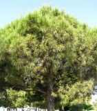 Pinus pinea