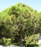 Pinus pinea. Крона дерева. Франция, Лазурный Берег, г. Антиб, мыс Антиб, посадки вдоль дороги. 21.06.2012.