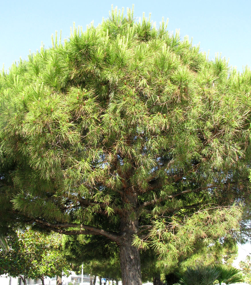 Изображение особи Pinus pinea.