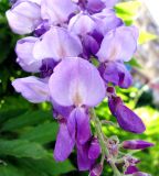 Wisteria sinensis. Соцветие. Франция, Приморские Альпы, г. Ментона, проспект Соспель, палисадник. 19.06.2012.