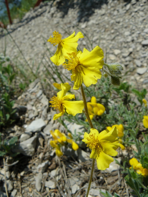 Image of Helianthemum orientale specimen.