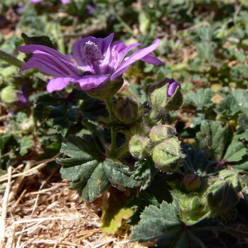 Изображение особи Malva sylvestris.