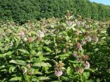 Asclepias syriaca