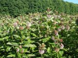 Asclepias syriaca