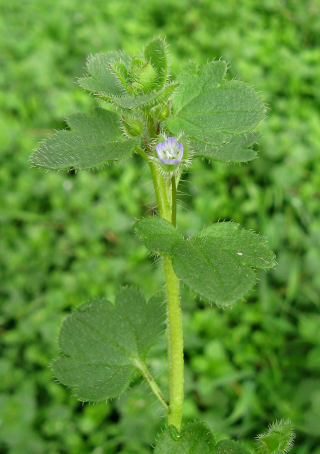 Изображение особи Veronica hederifolia.