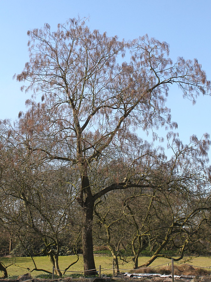 Image of Catalpa bignonioides specimen.