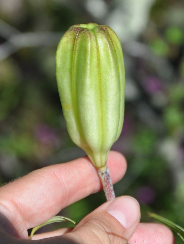 Image of Lilium pensylvanicum specimen.