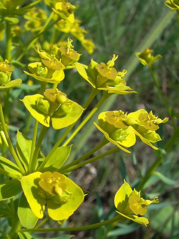 Изображение особи Euphorbia seguieriana.