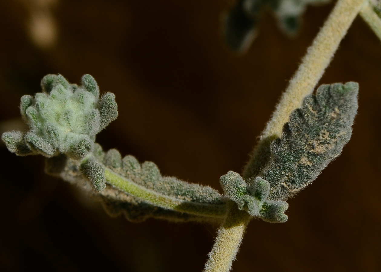 Изображение особи Teucrium capitatum.