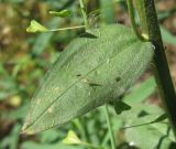 Buglossoides rochelii