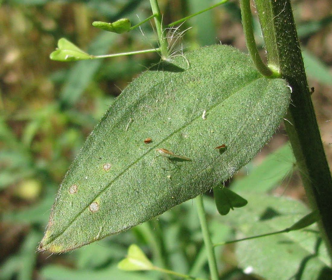Image of Buglossoides rochelii specimen.