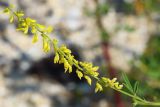 Melilotus officinalis