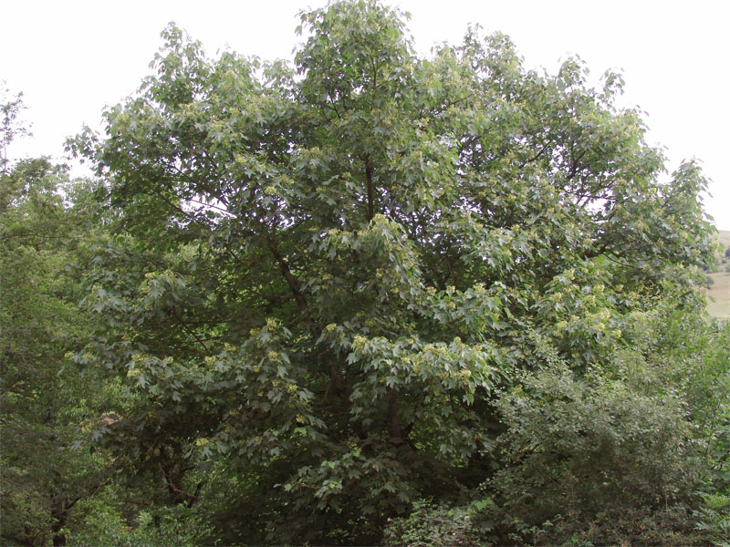 Image of Acer velutinum specimen.