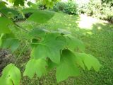 Liriodendron tulipifera. Верхушка ветви. Беларусь, Минская обл., Пуховичскийр-н, окр. дер. Птичь, парк музея \"Дудутки\". 14.06.2013.